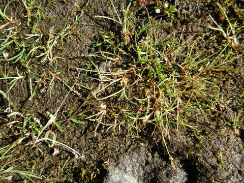 Image of Ice Grass