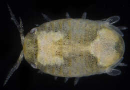 Image of sea pill bug