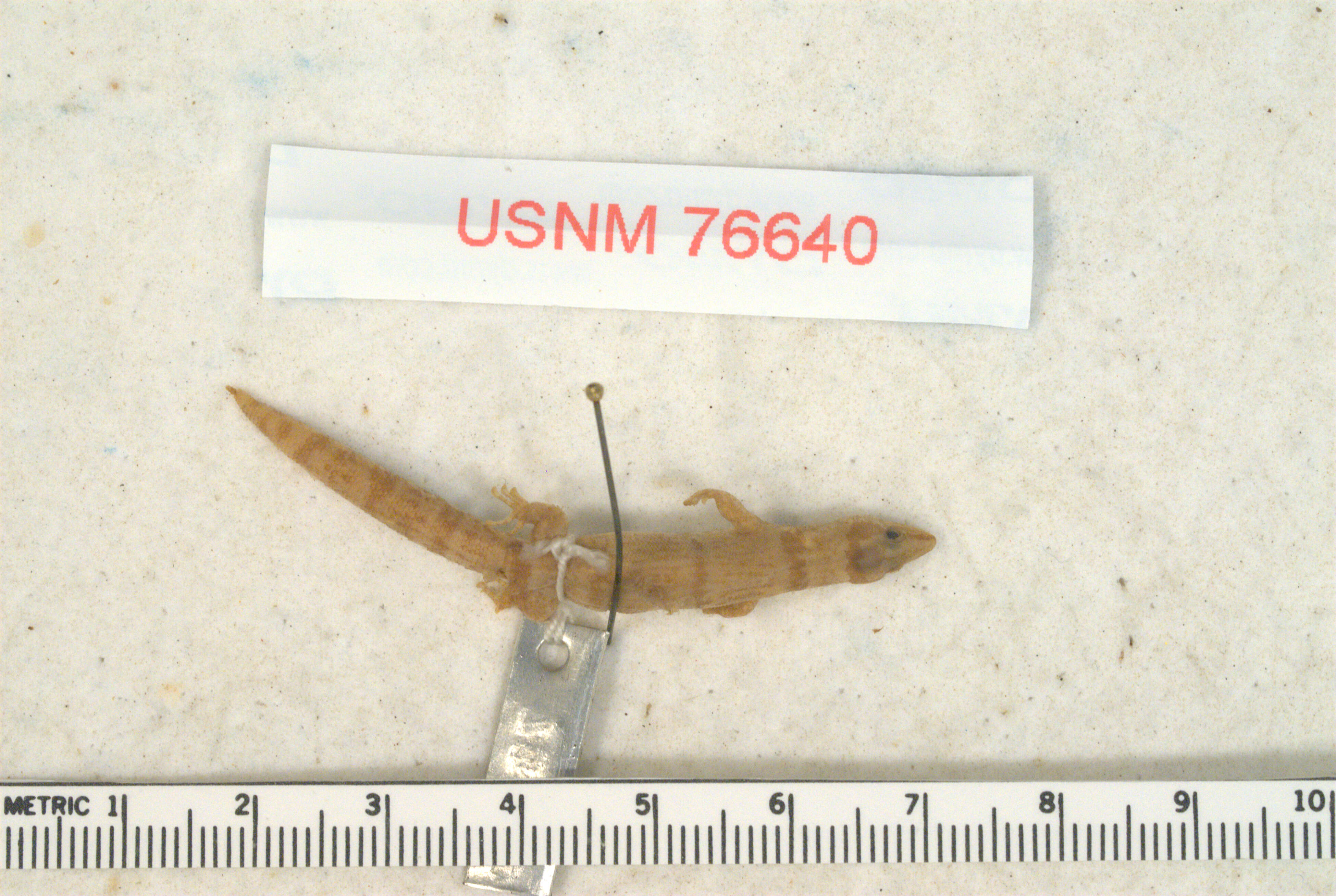 Image of Sphaerodactylus cinereus stejnegeri Cochran 1931