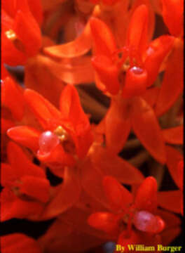 Image of butterfly milkweed