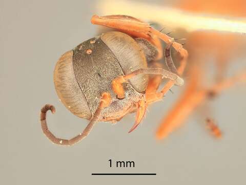 Image of Miscophus slossonae (Ashmead ex Kohl 1897)