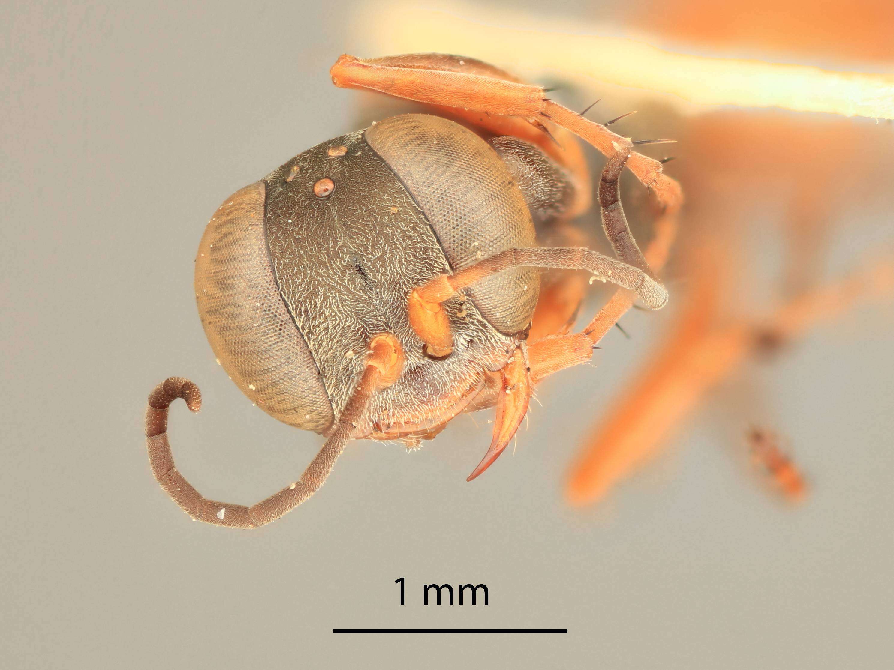 Plancia ëd Miscophus slossonae (Ashmead ex Kohl 1897)