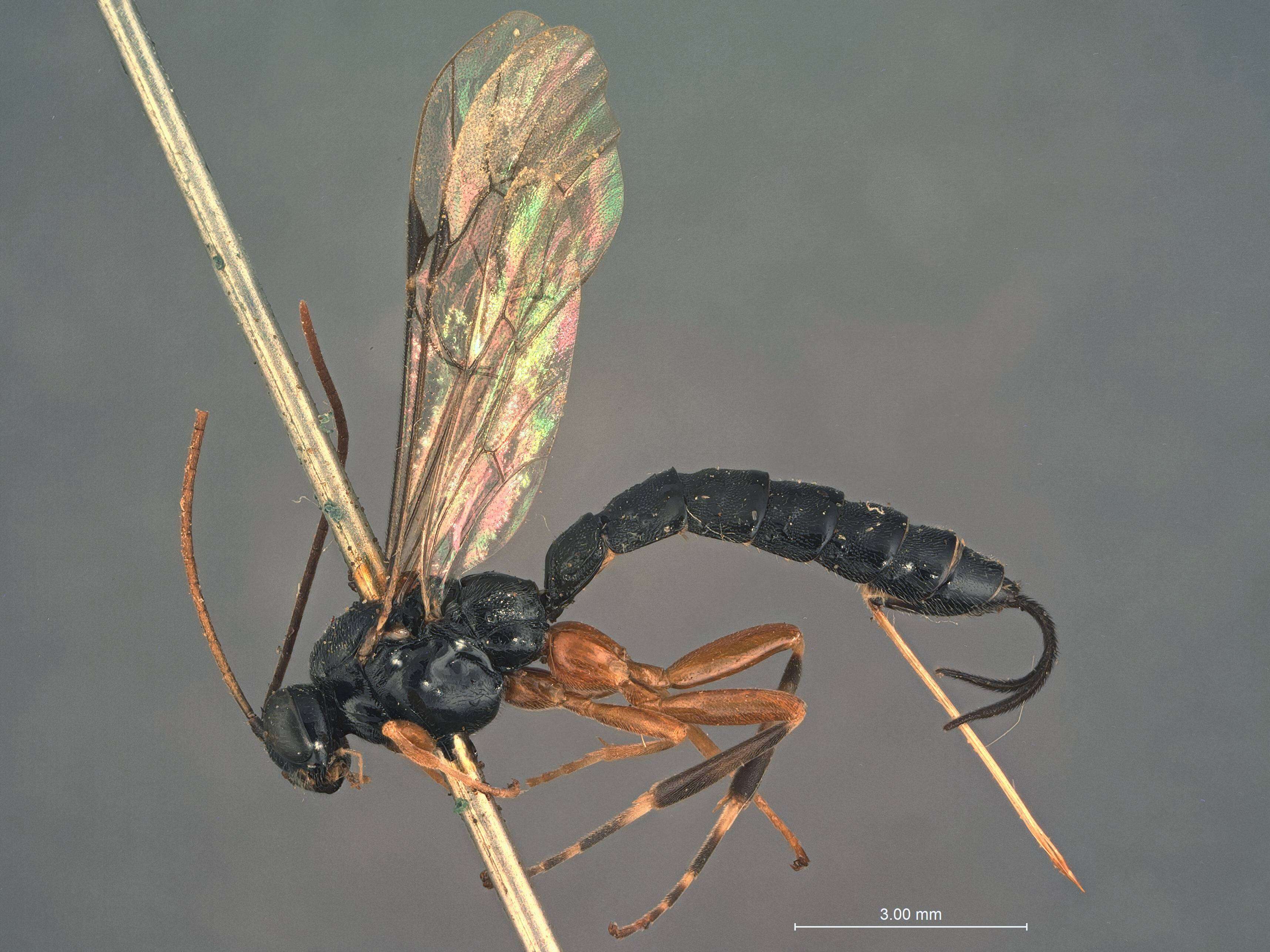 Image of Iseropus californiensis Cushman 1940