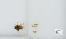 Image de Bombus sylvicola Kirby 1837