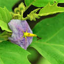 Image of Solanum L.