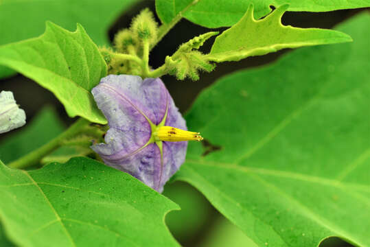 Image of Solanum L.