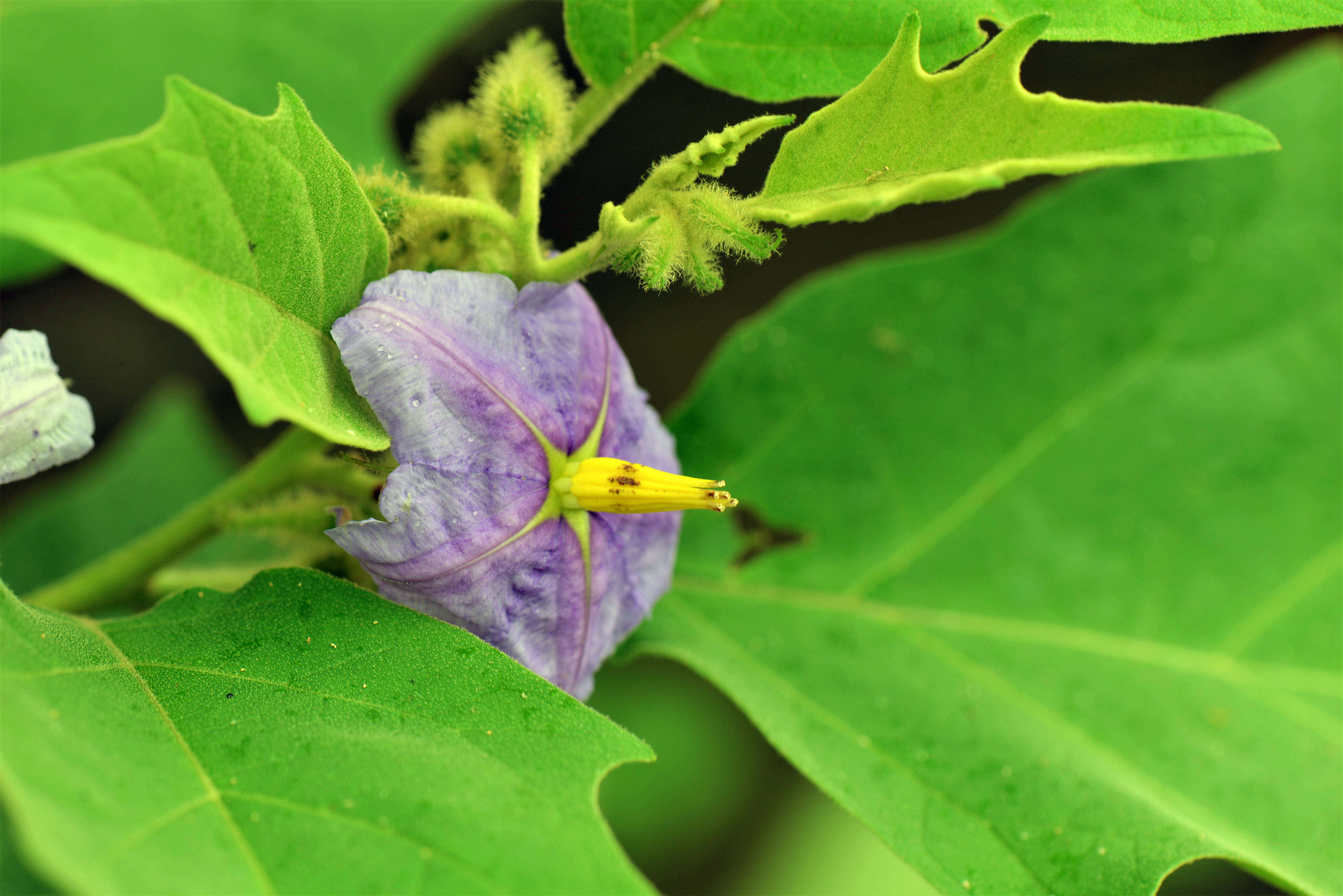 صورة Solanum L.