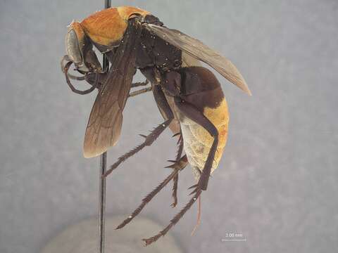 Image of <i>Psorthaspis portiae</i>