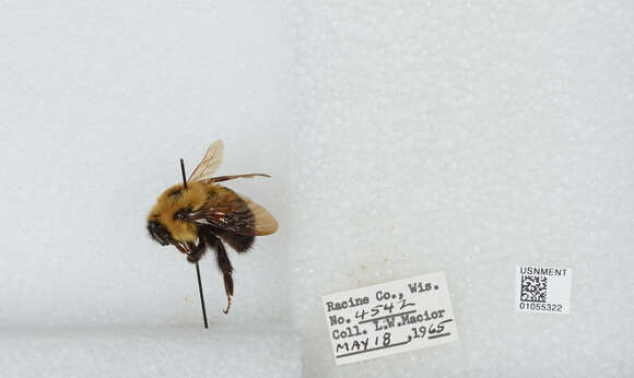 Image of Two-spotted Bumblebee