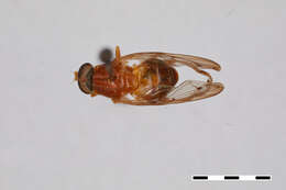 Image of Brachyopa punctipennis Curran 1925