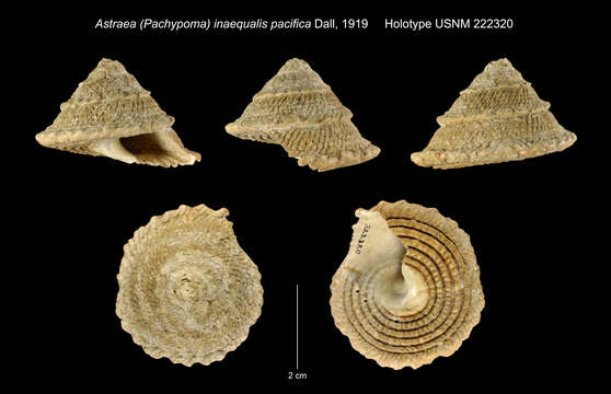 Image of <i>Astraea inaequalis pacifica</i> Dall