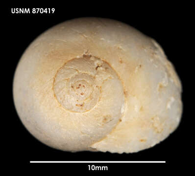 Image of Tectonatica impervia (Philippi 1845)