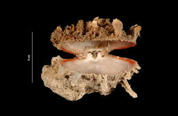 Image of American thorny oyster