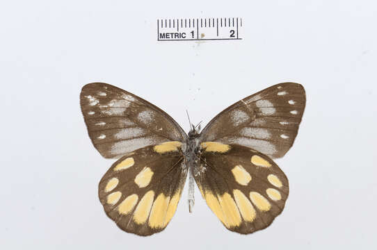 Image of Delias cinerascens Mitis 1893