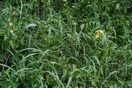 Image of porcupine flower