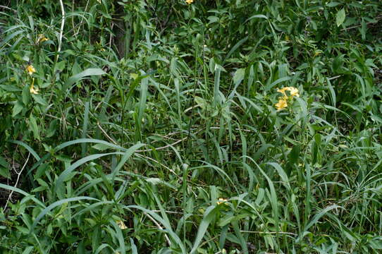 Plancia ëd Barleria prionitis L.