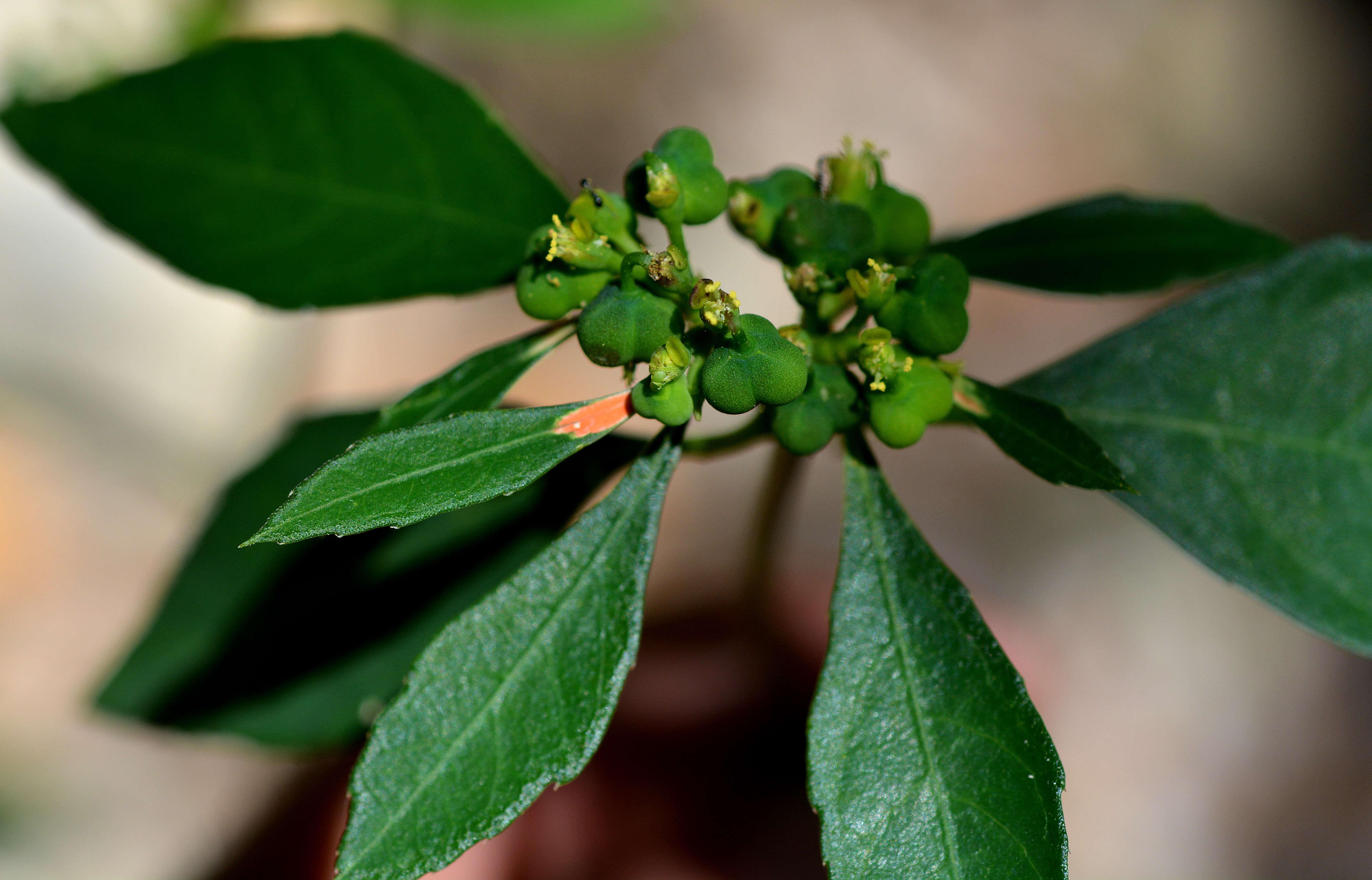 Image of Euphorbia heterophylla var. cyathophora (Murray) Griseb.