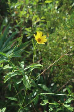 Image de Bidens mitis (Michx.) Sherff