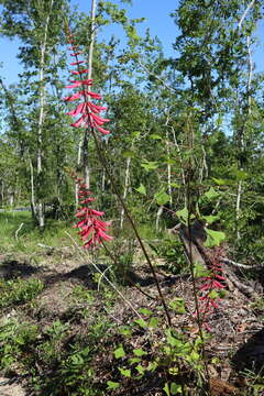 Слика од Erythrina herbacea L.