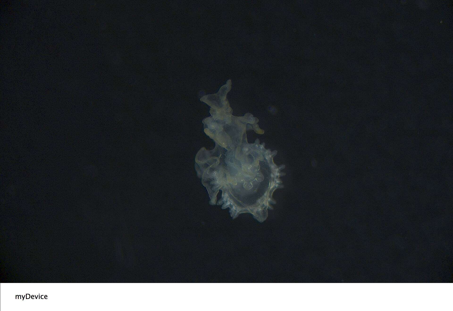 Image of Astropectinidae