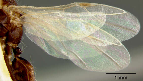 Image of Camponotus sexguttatus perturbans Kutter 1931