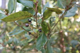 Sivun Persea palustris Sarg. kuva