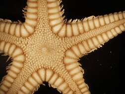 Image of Astropecten cingulatus Sladen 1883