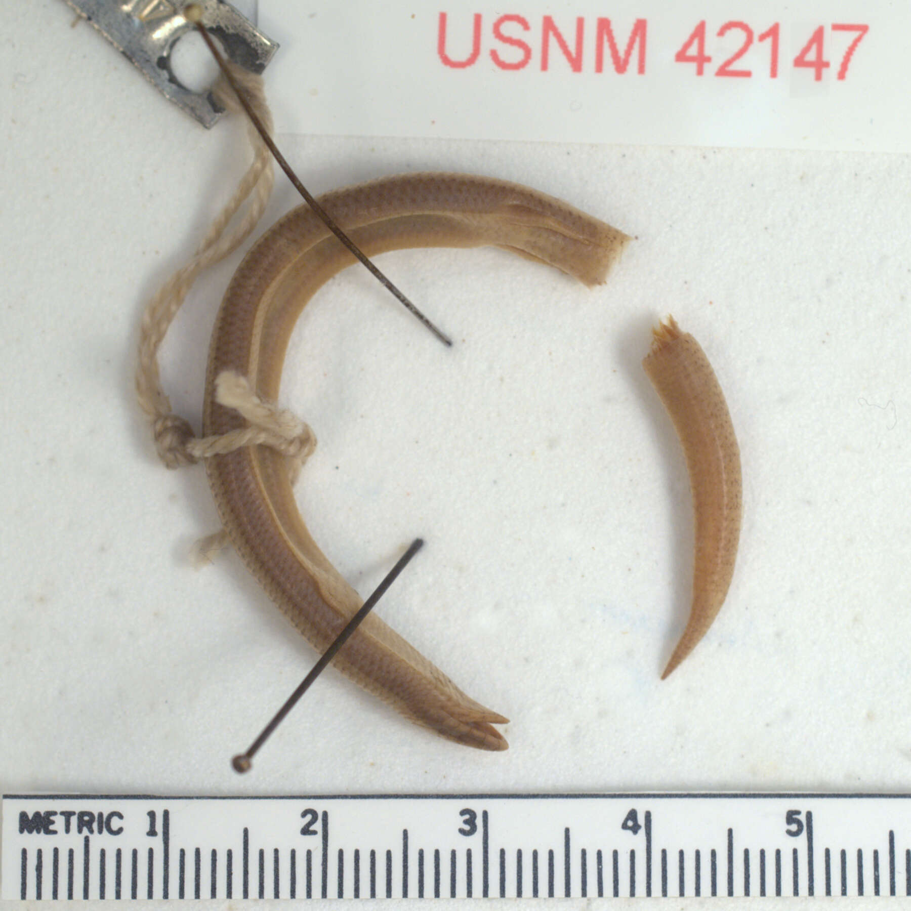 Image of Florida Sand Skink