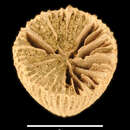 Image of Laminocyathus wellsi Filkorn