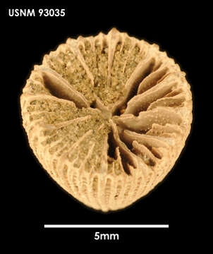 Image of Laminocyathus wellsi Filkorn