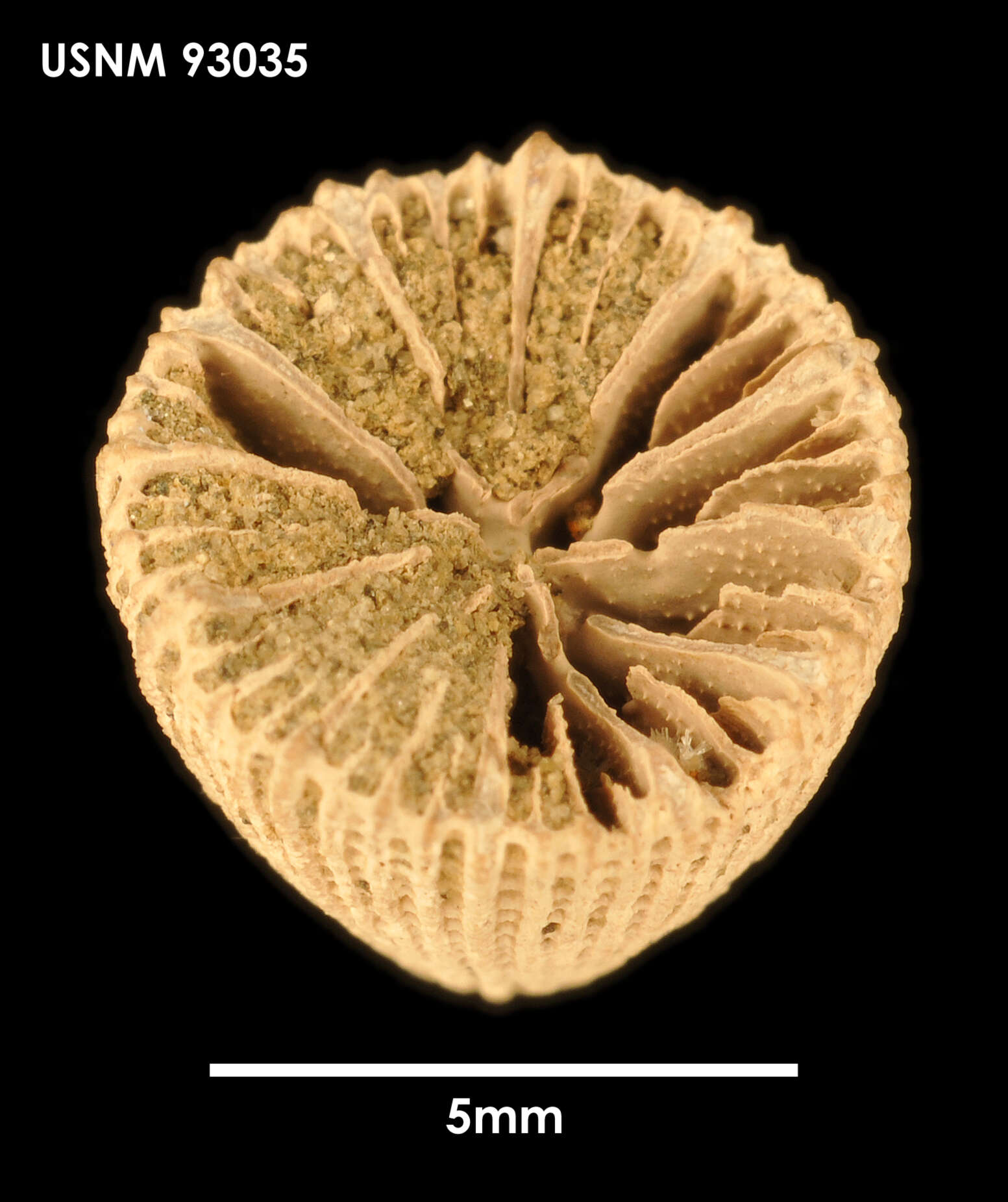 Image of Laminocyathus