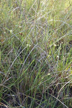 Image of Large Beak Sedge