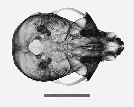 Plancia ëd Chlorocebus pygerythrus pygerythrus (F. Cuvier 1821)