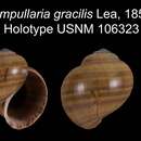 Image of <i>Ampullaria gracilis</i> Lea