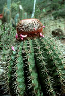 Image of Barrel Cactus