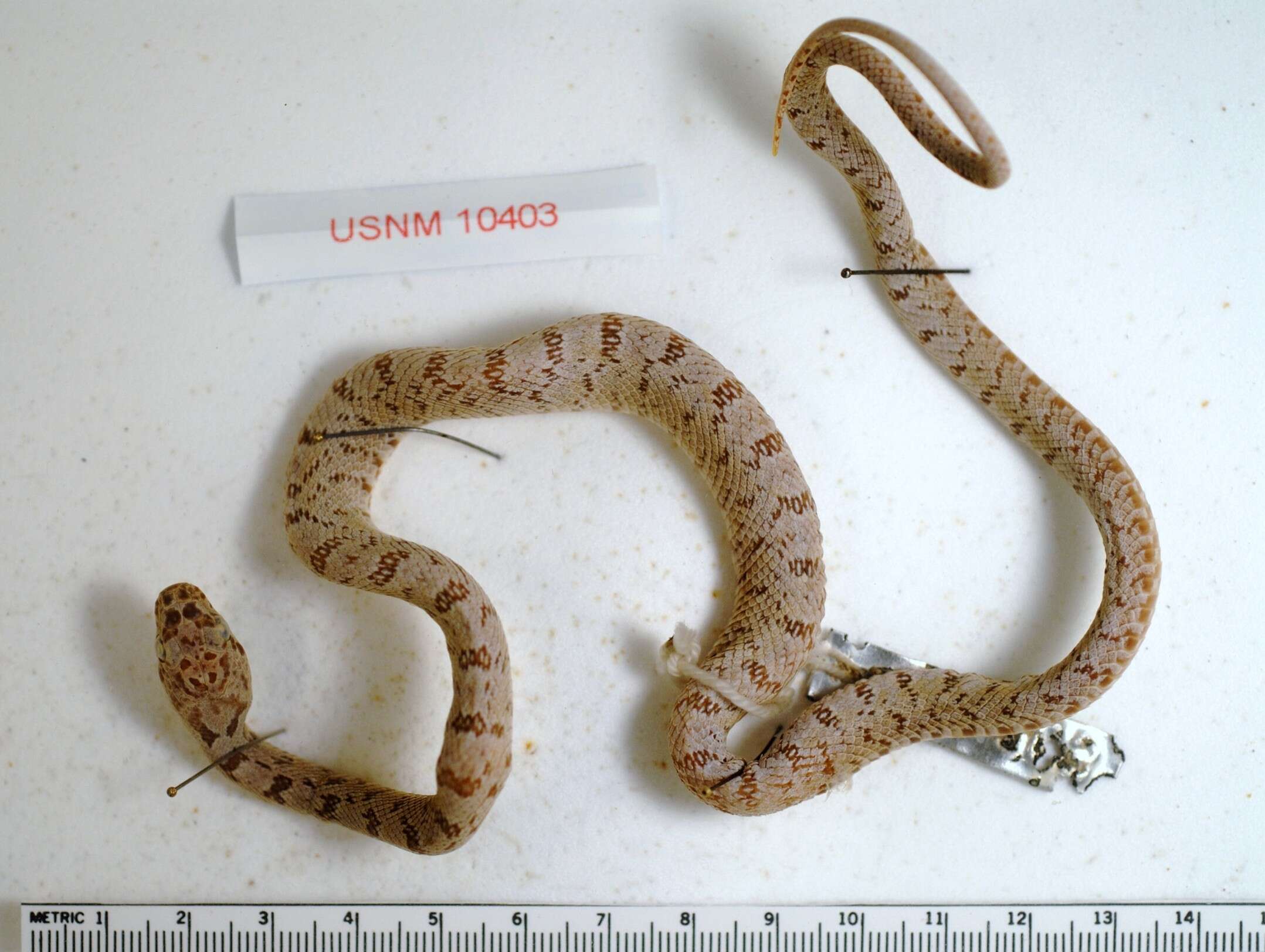 Image of Baird's Rat Snake