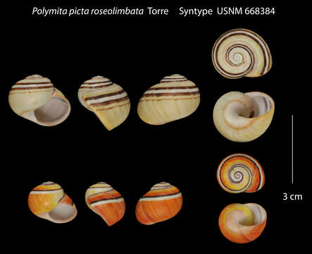 Image of Polymita picta (Born 1778)