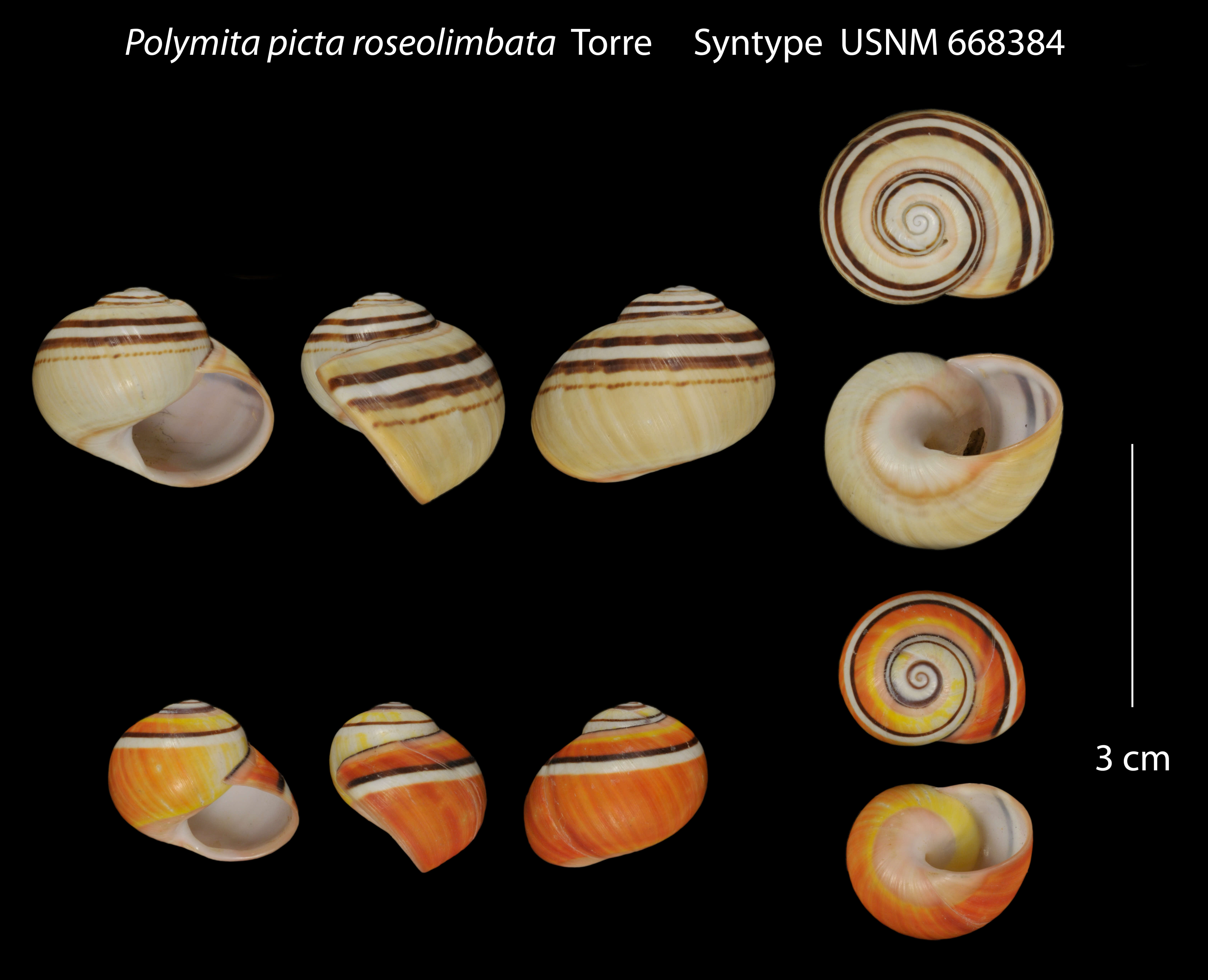 Image of Polymita picta (Born 1778)