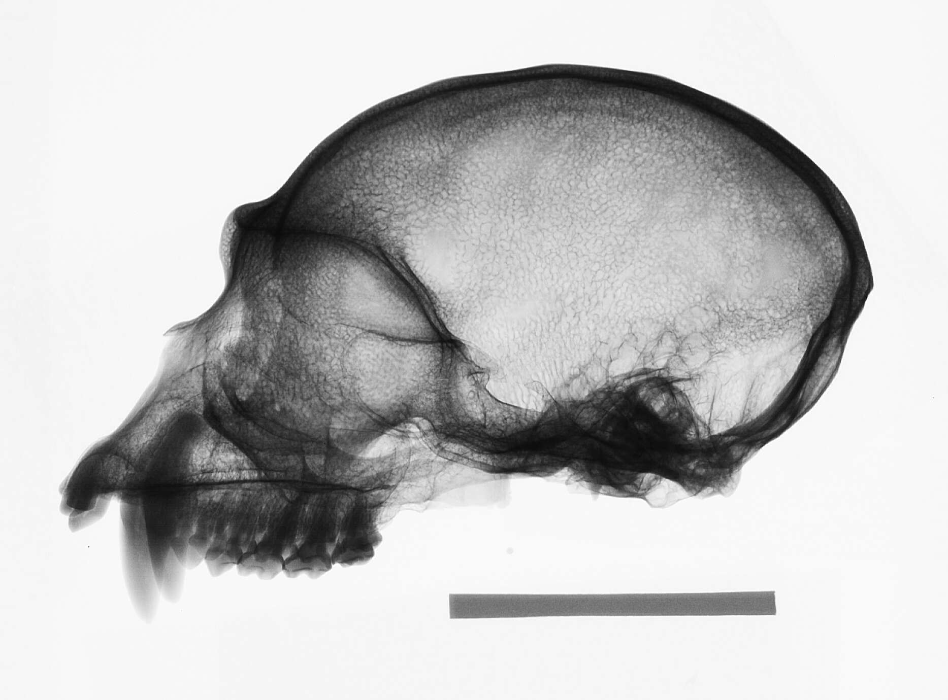 Image de Hylobates lar entelloides I. Geoffroy Saint-Hilaire 1842