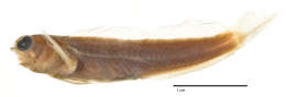 Image of Comical coralblenny