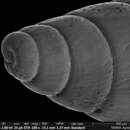 Brachystomia carrozzai (van Aartsen 1987) resmi