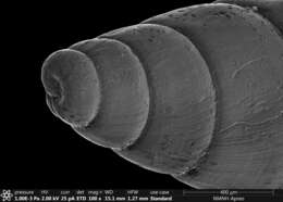 Plancia ëd Brachystomia carrozzai (van Aartsen 1987)