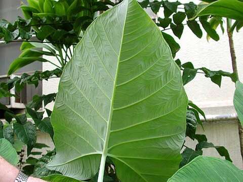 Image of Alocasia macrorrhizos (L.) G. Don