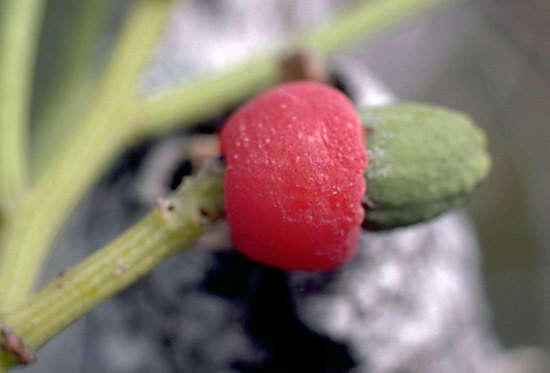 Image de Exocarpos gaudichaudii A. DC.