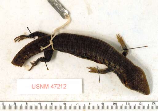 Image of Gadow's Alligator Lizard