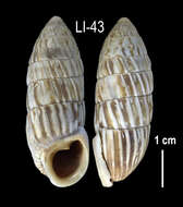 Image of <i>Cerion caerulescens</i>