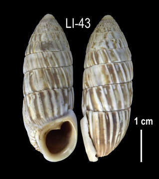 Image of <i>Cerion caerulescens</i>