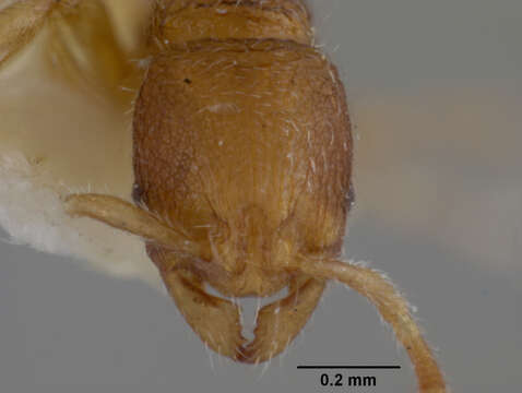 Image of <i>Rogeria leptonana</i>