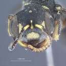 Image of Cerceris eumolpicida Krombein 1981