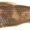 Image of Henicorhynchus lineatus (Smith 1945)